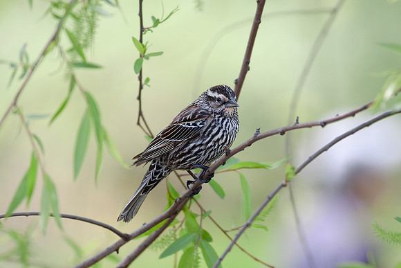 Female Red-Winged Blackbird