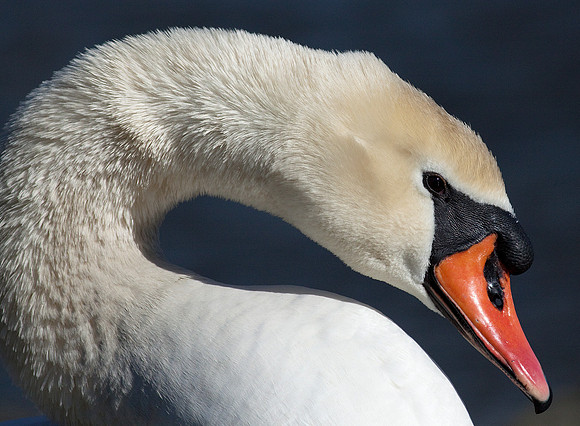 Mute Swan