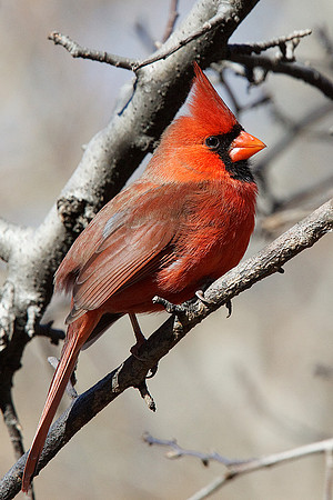 Northern Cardinal