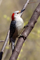 Female Red-Bellied Woodpecker
