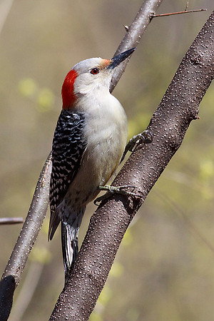Female Red-Bellied Woodpecker