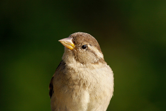 Sparrow