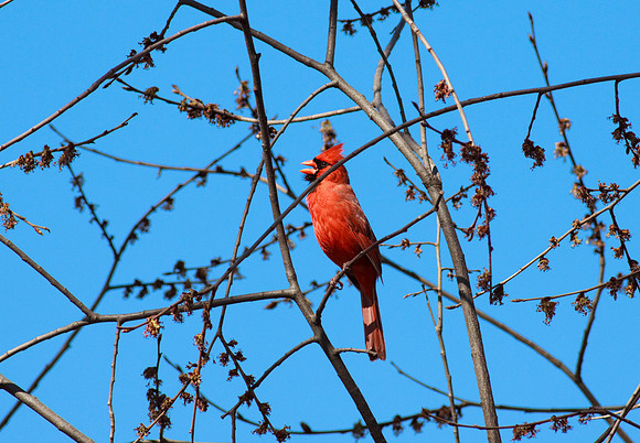 Northern Cardinal