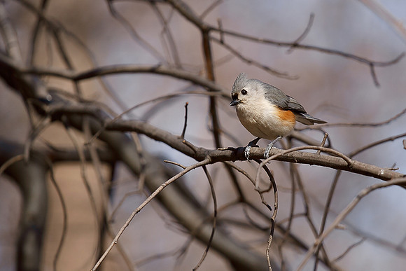Tufted Titmouse