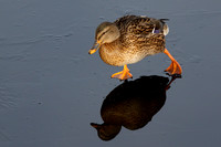Female Mallard Skating on The Reservoir