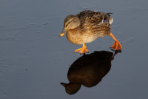 Female Mallard Skating on The Reservoir