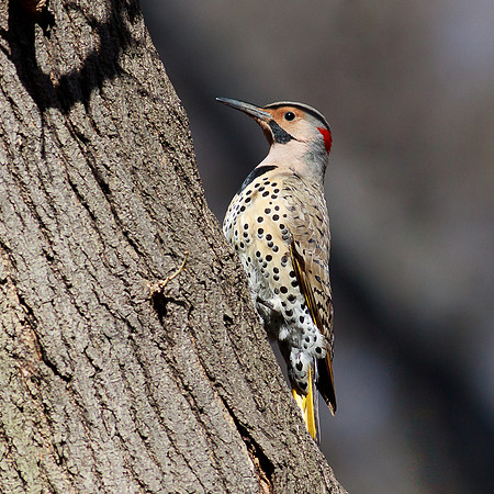 Northern Flicker