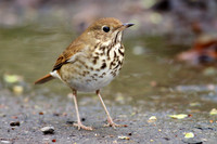 Hermit Thrush