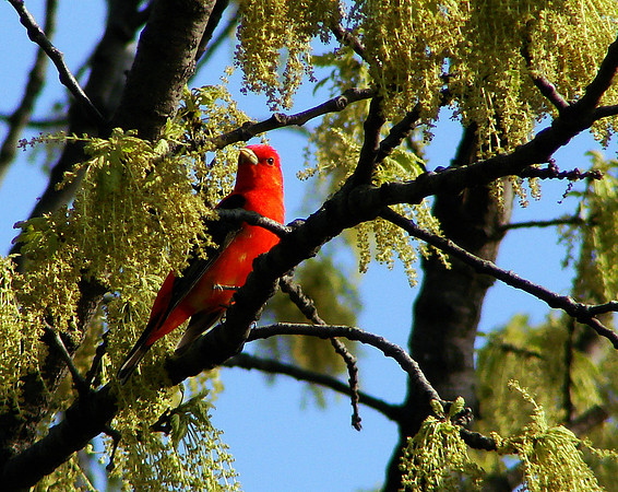 Scarlet Tanager