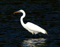 Great Egret