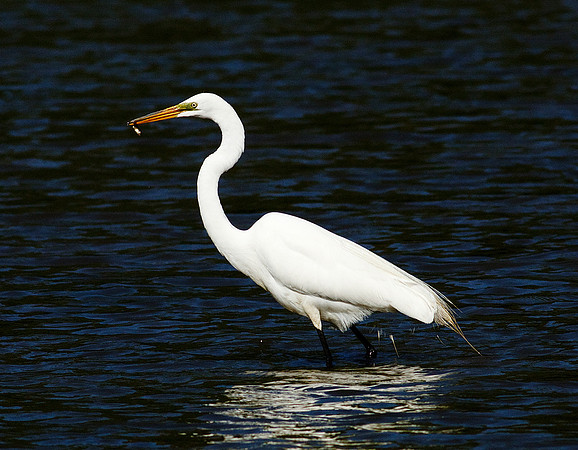Great Egret