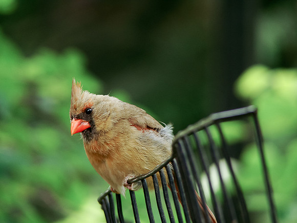 Female Northern Cardinal
