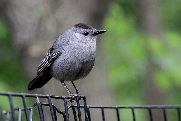 Gray Catbird