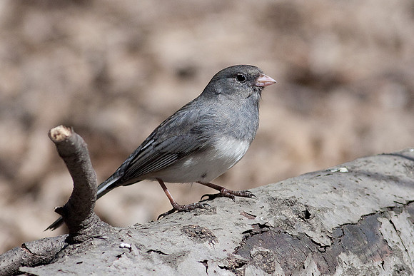 Dark-Eyed Junco