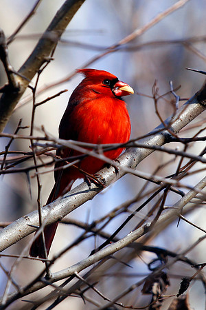 Northern Cardinal