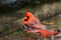 Northern Cardinal