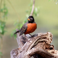 Robin