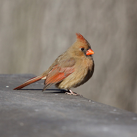 Female Northern Cardinal