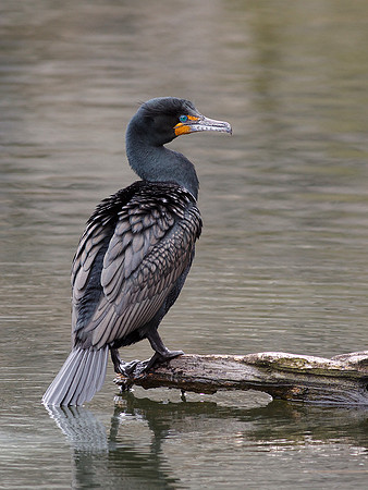 Double-Crested Cormorant