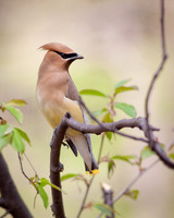 Cedar Waxwing