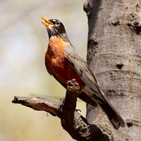 Robin