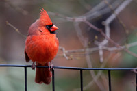 Northern Cardinal