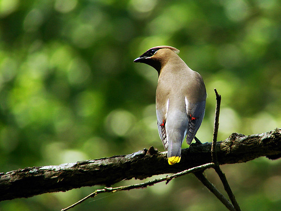 Cedar Waxwing