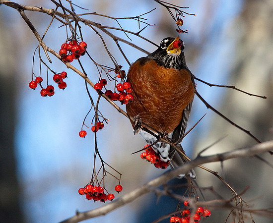Berry Robin