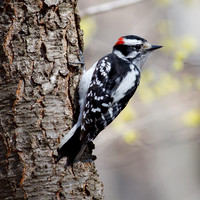 Downy Woodpecker