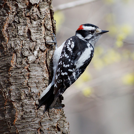 Downy Woodpecker