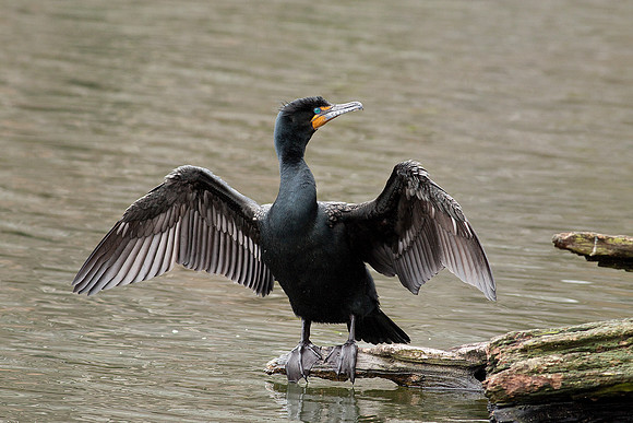 Double-Crested Cormorant