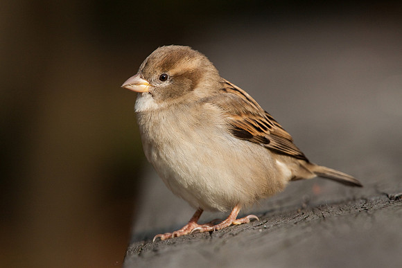 Sparrow