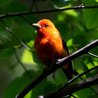 Scarlet Tanager
