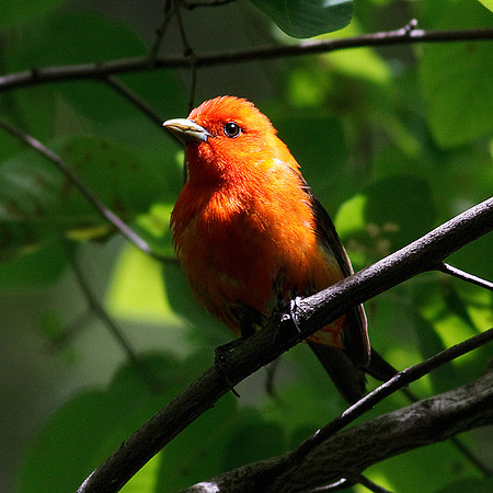 Scarlet Tanager