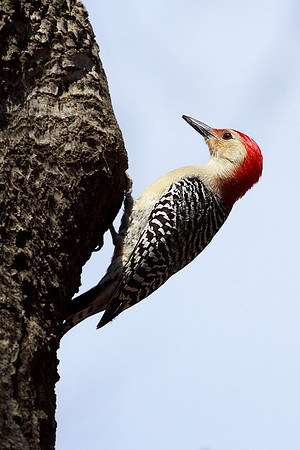 Red-Bellied Woodpecker