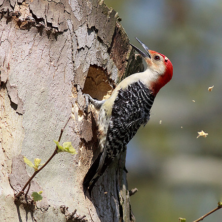 Red-Bellied Woodpecker
