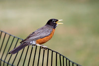 Robin