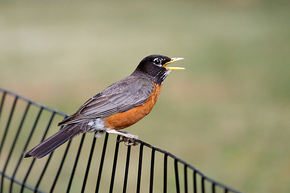 Robin