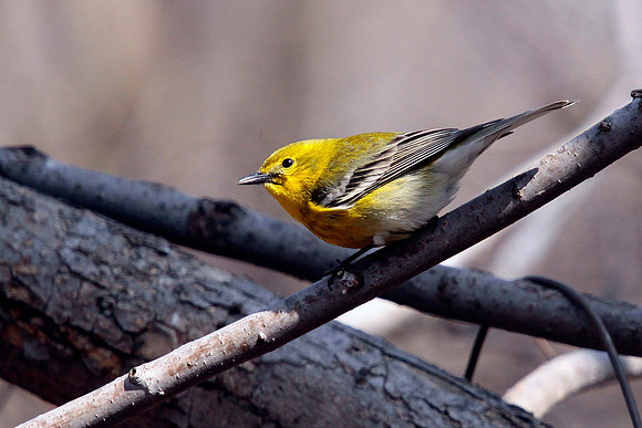 Pine Warbler