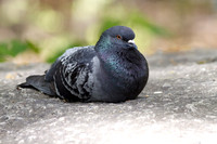 Pigeon