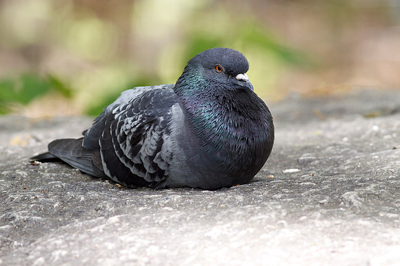 Pigeon