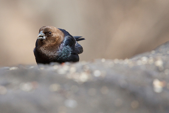 Brown-Headed Cowbird
