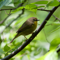 Female Common Yellowthroat