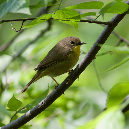 Female Common Yellowthroat