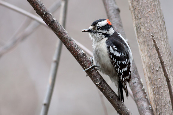 Downy Woodpecker