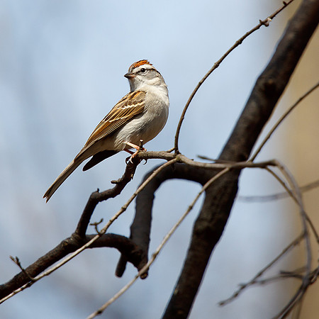 Chipping Sparrow