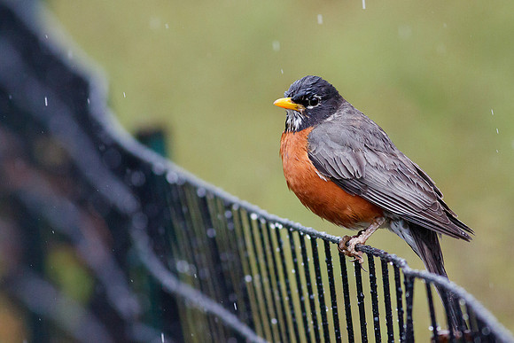 Rainy Day Robin