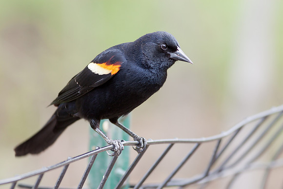 Red-Winged Blackbird