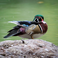 Wood Duck