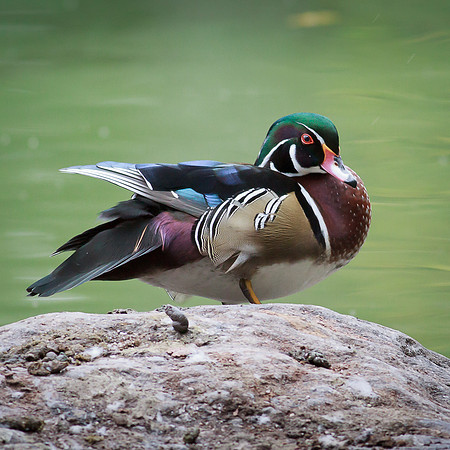 Wood Duck
